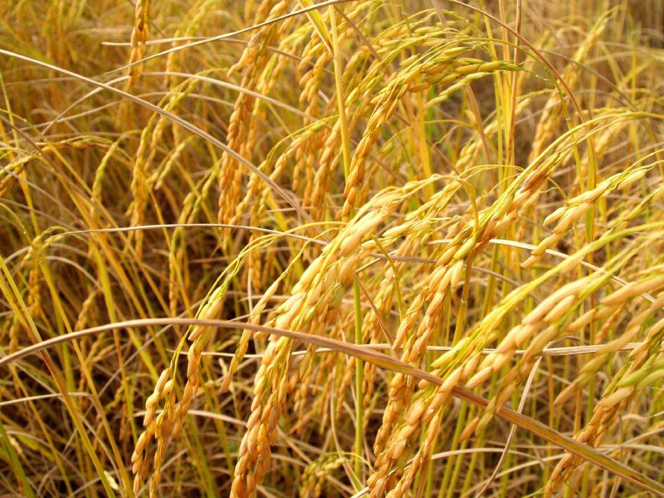 Botany cereal cereal plant
