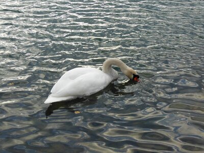 Lake water bird feather photo