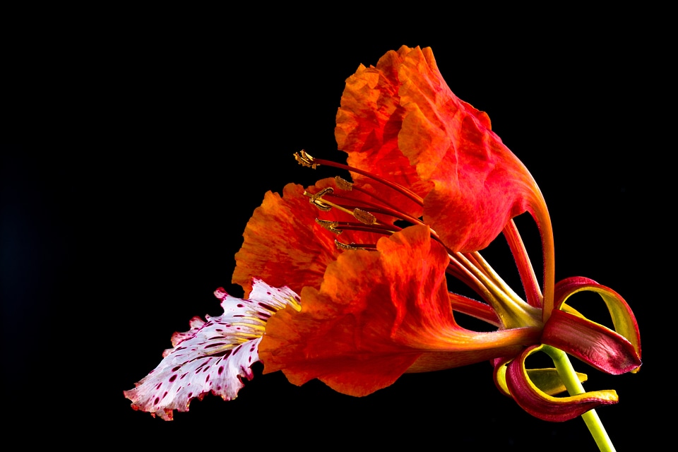 Blossom bloom red