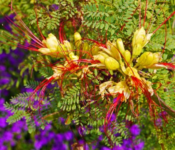 Nice discounts decorative