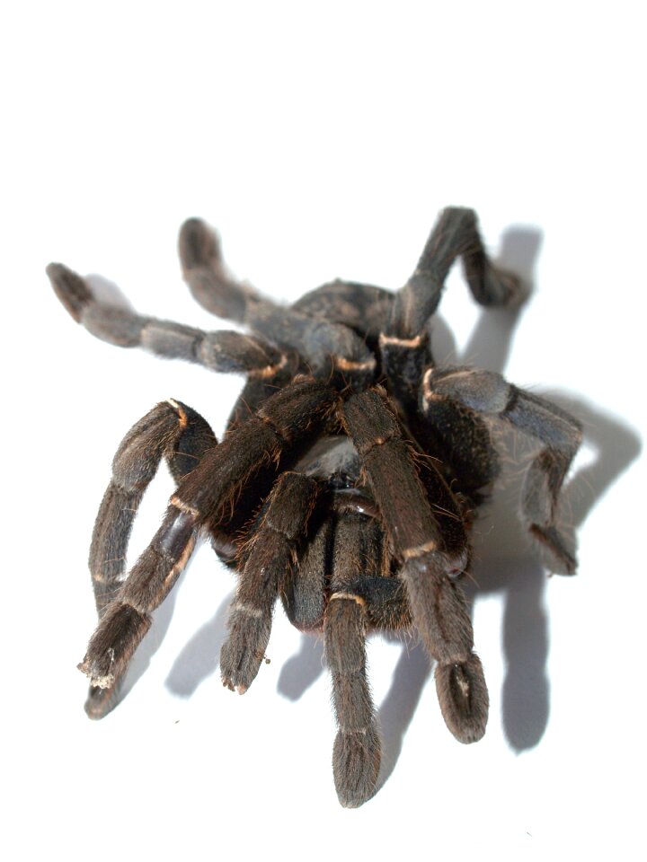 Hairy mexican redknee tarantula brown