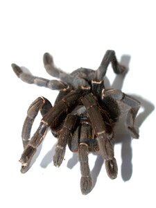 Hairy mexican redknee tarantula brown
