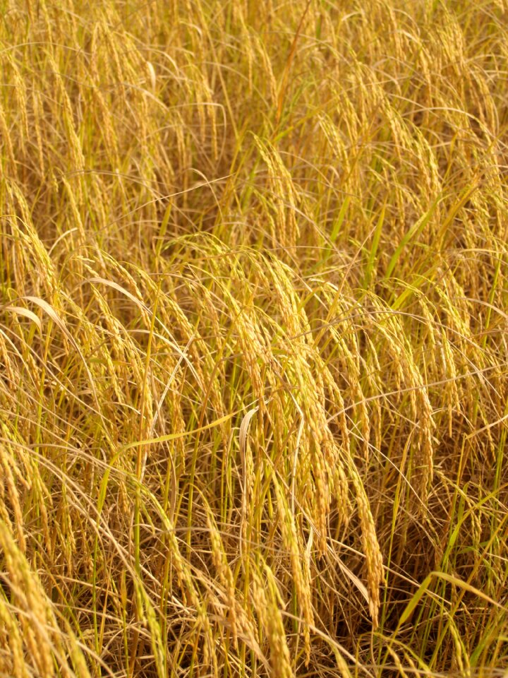 Botany cereal cereal plant