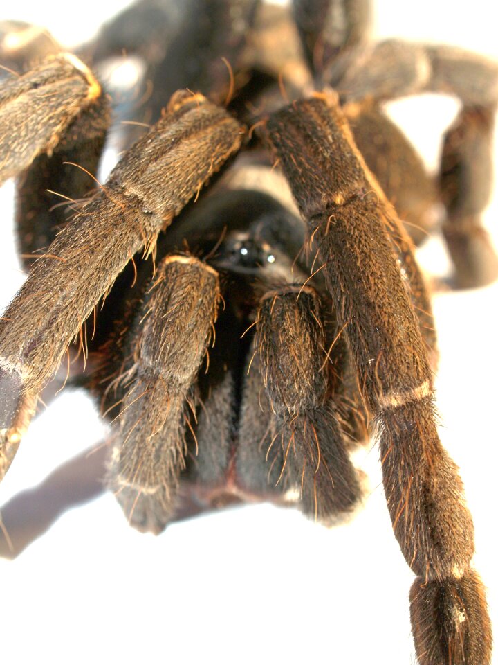 Hairy mexican redknee tarantula brown
