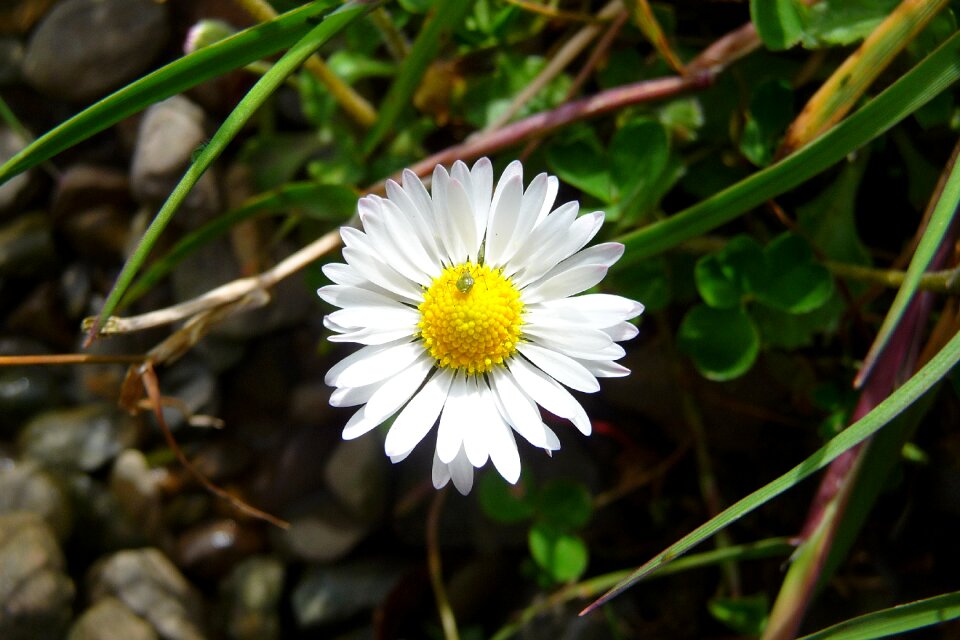 Bug ireland
