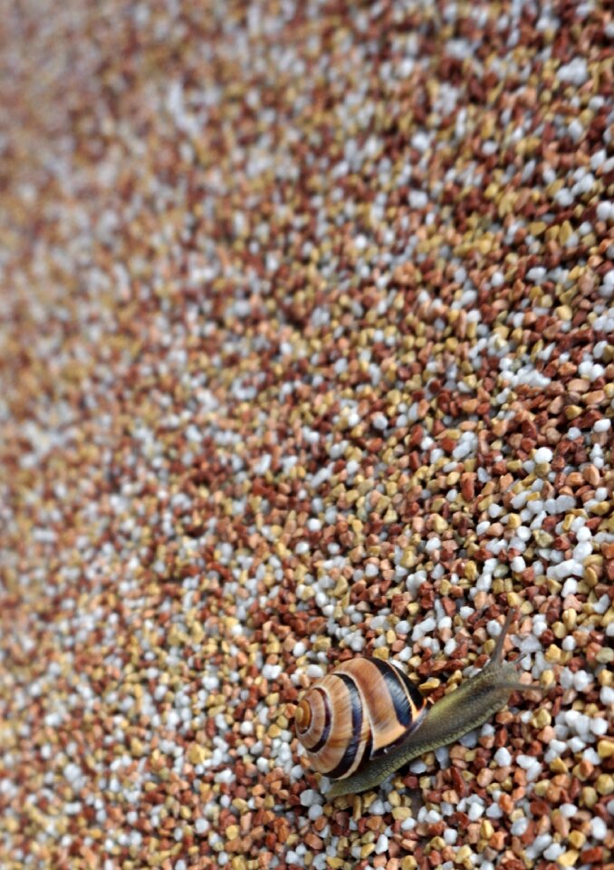 Mollusk close up slowly