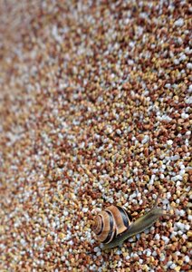 Mollusk close up slowly