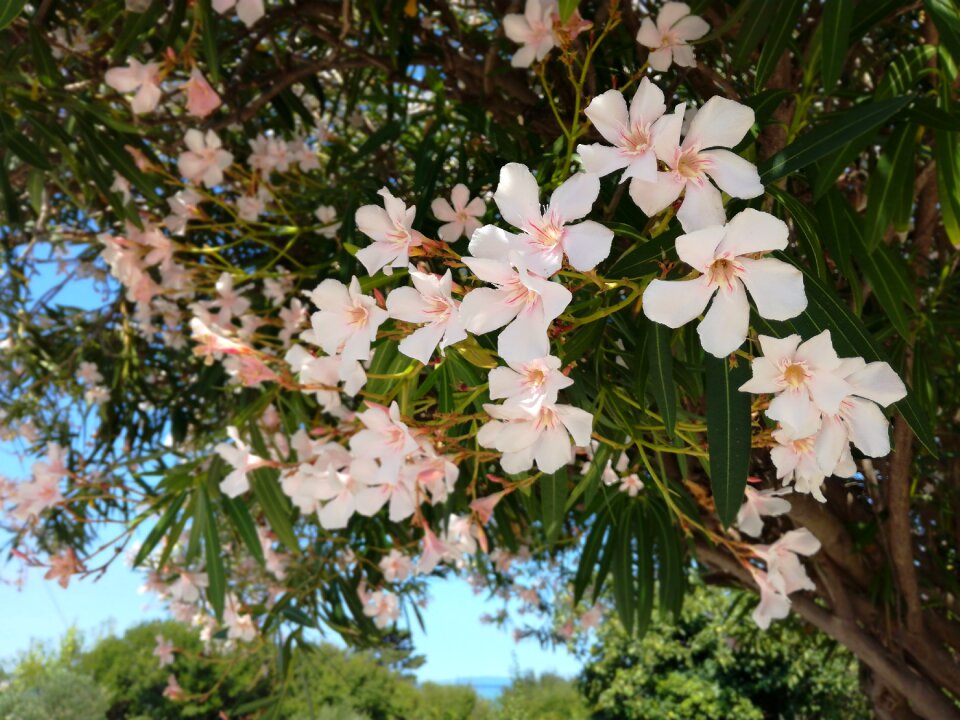 Pink flower pink flowering tree