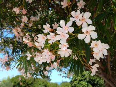 Pink flower pink flowering tree