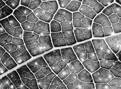 Leaf macro abstract