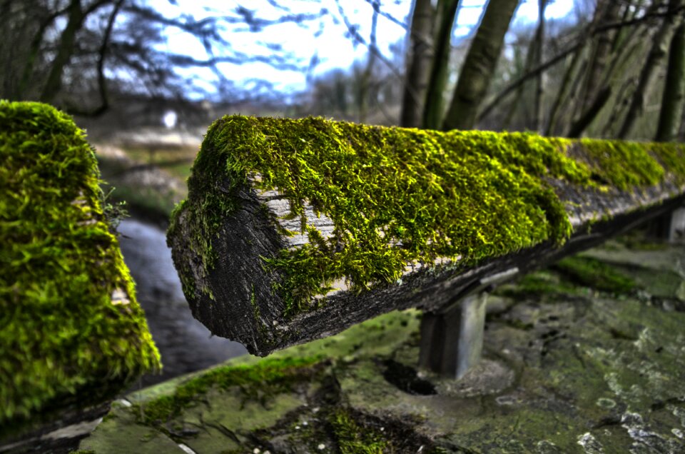 Forest green log