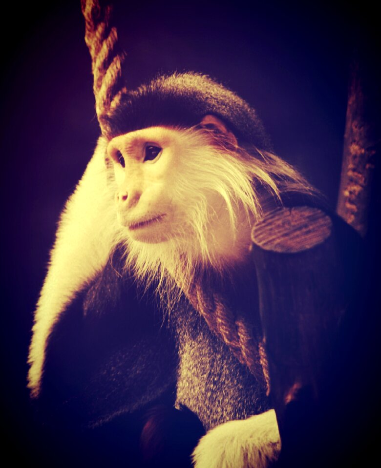 Relaxing ape trees