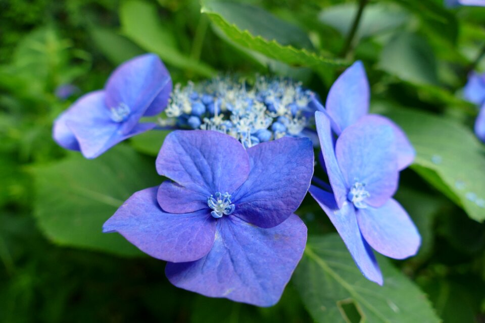 Blue flower bells flower blue sky