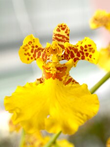 Violet flora growth