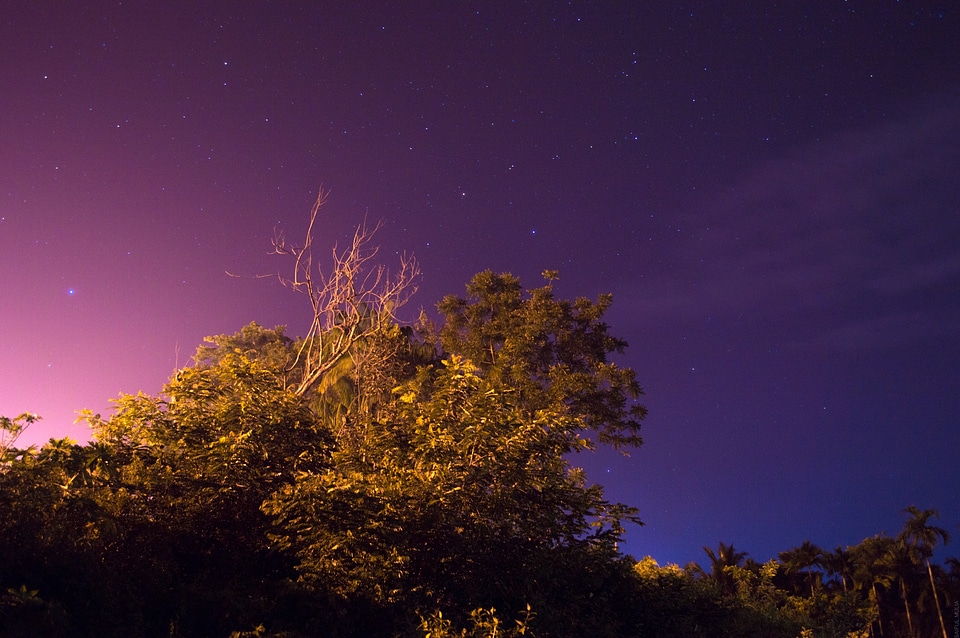 Blue long exposure trees