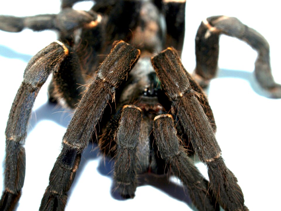 Hairy mexican redknee tarantula brown