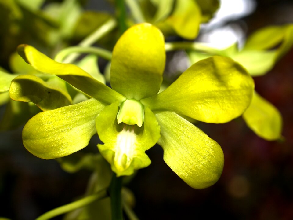 Violet flora growth