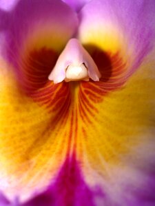 Violet flora growth