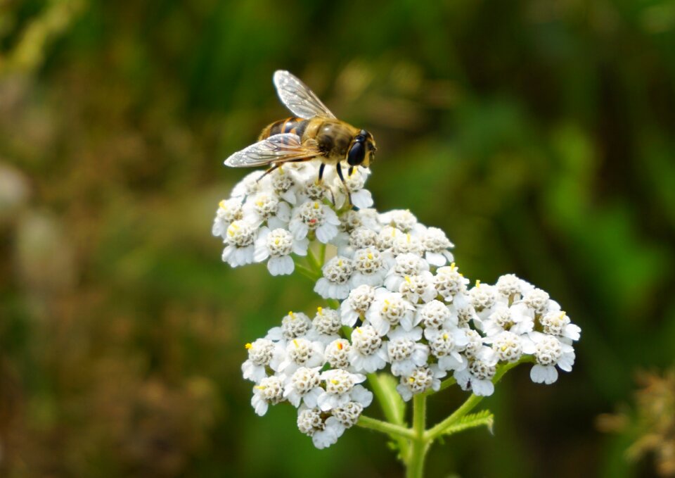 Insect close up garden