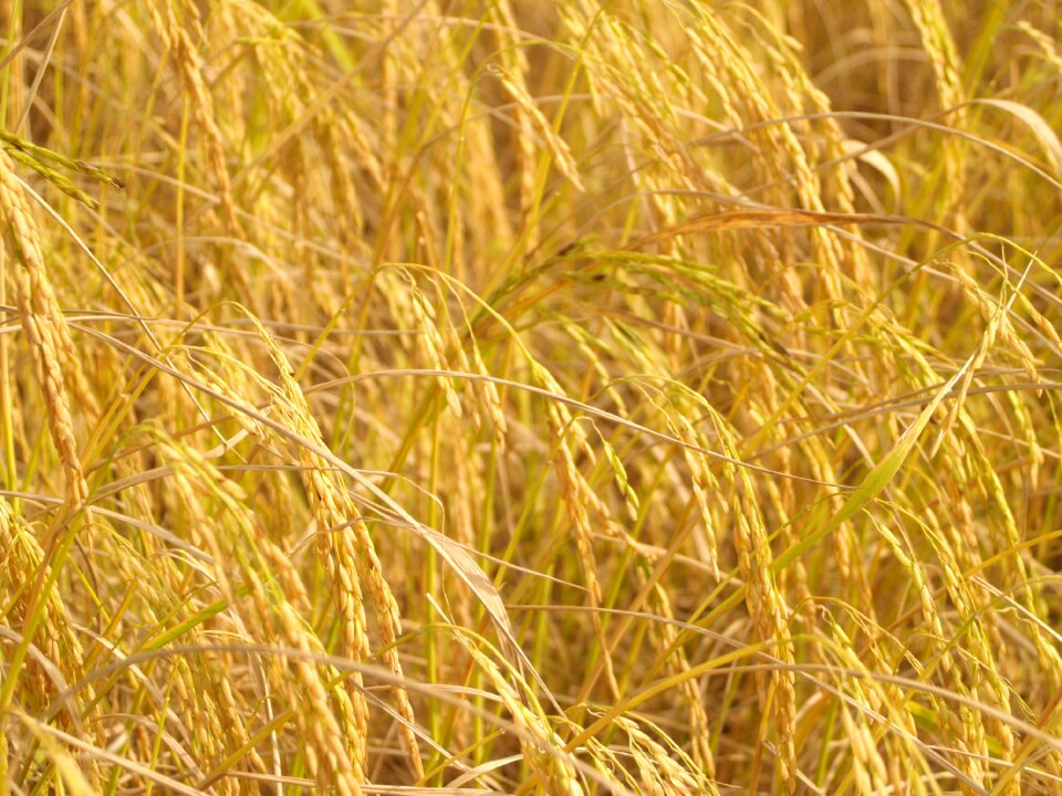Botany cereal cereal plant