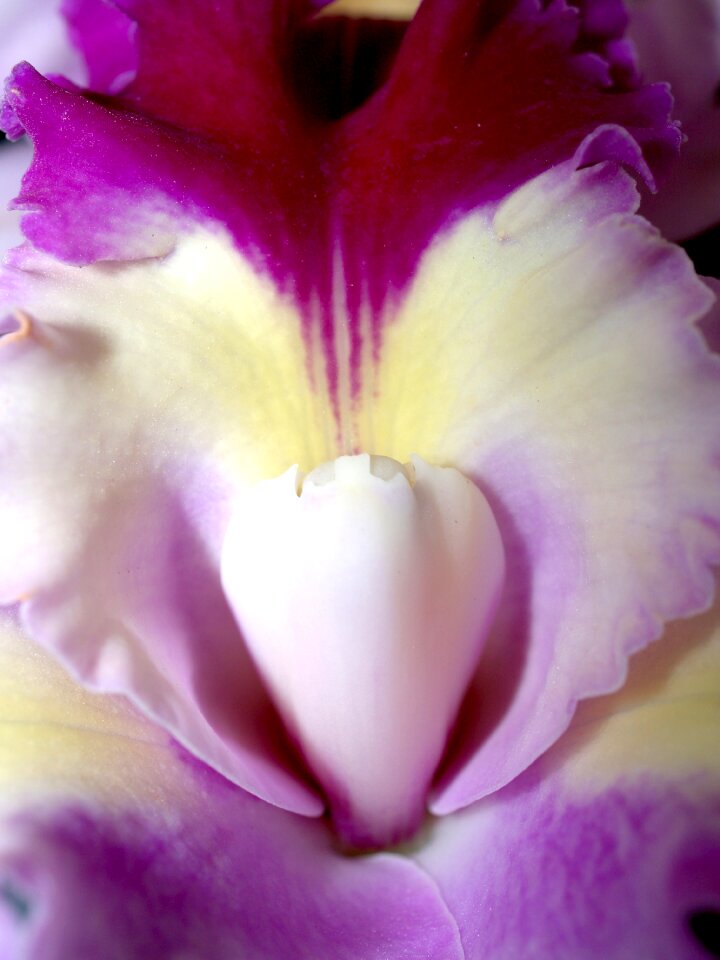 Violet flora growth
