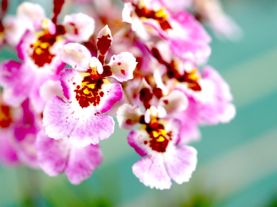 Violet flora growth