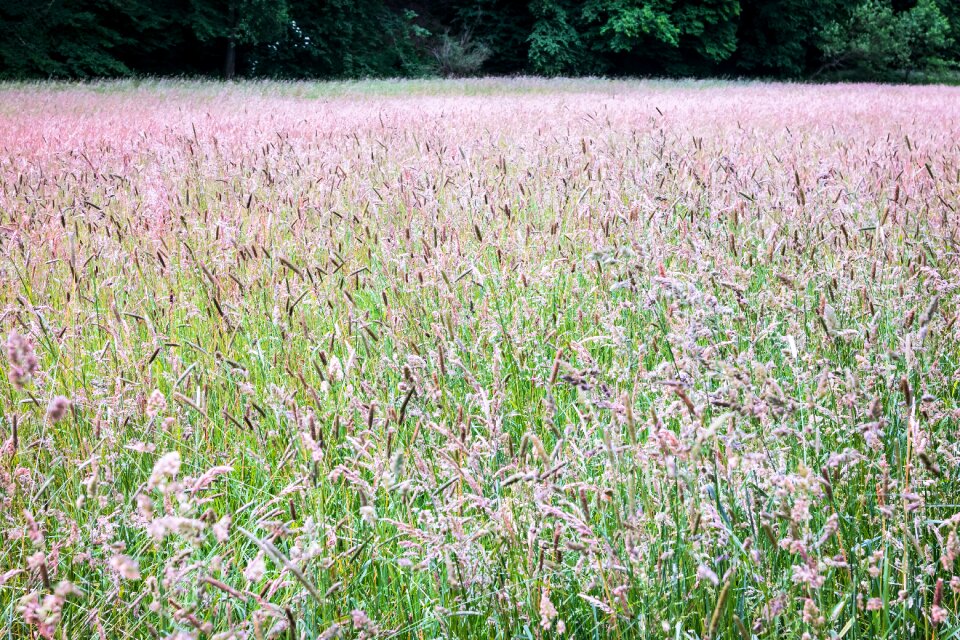 Wild grain cereals edge of the woods