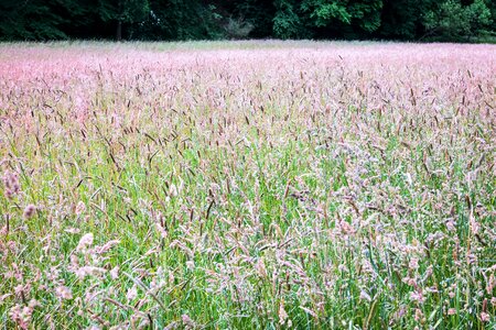 Wild grain cereals edge of the woods