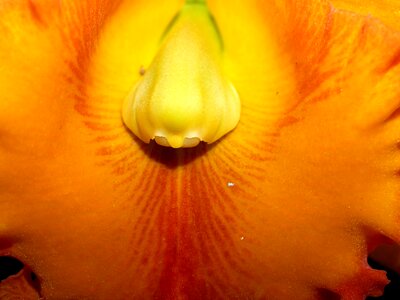 Violet flora growth