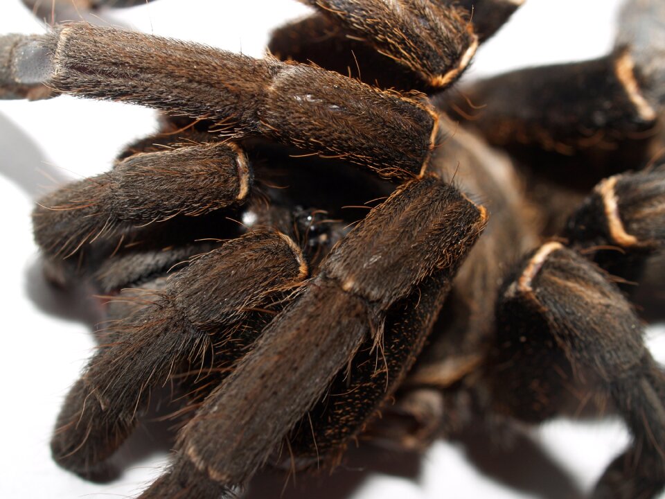 Hairy mexican redknee tarantula brown