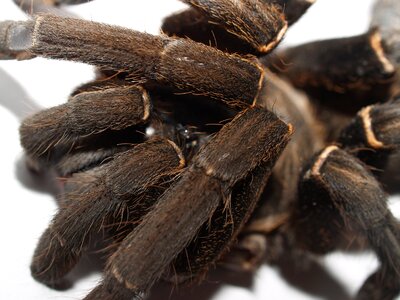 Hairy mexican redknee tarantula brown