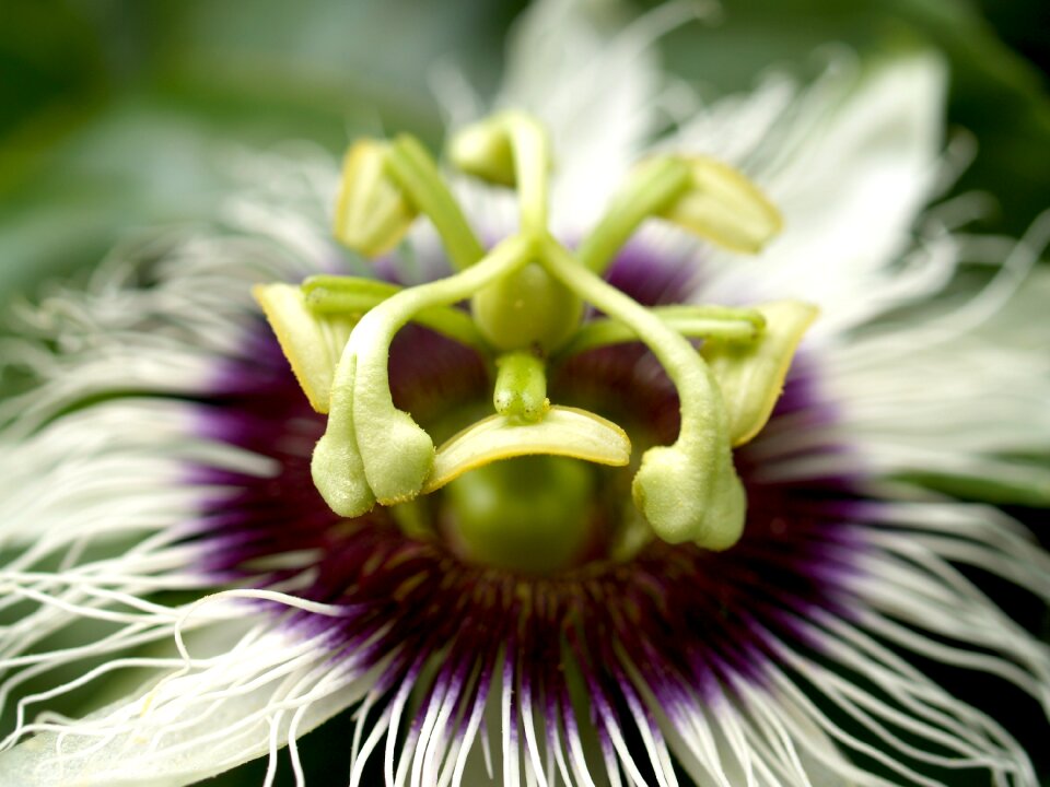 Tropical green petal