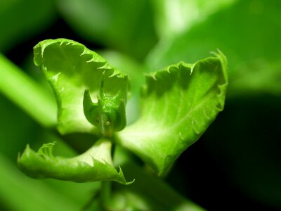 Tropical green petal photo