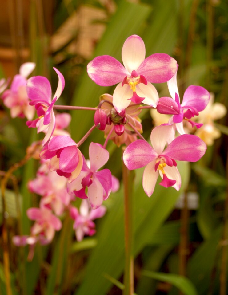 Violet flora growth