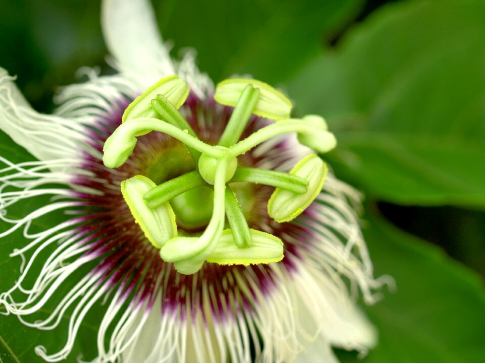 Tropical green petal photo