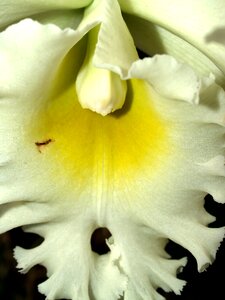 Violet flora growth