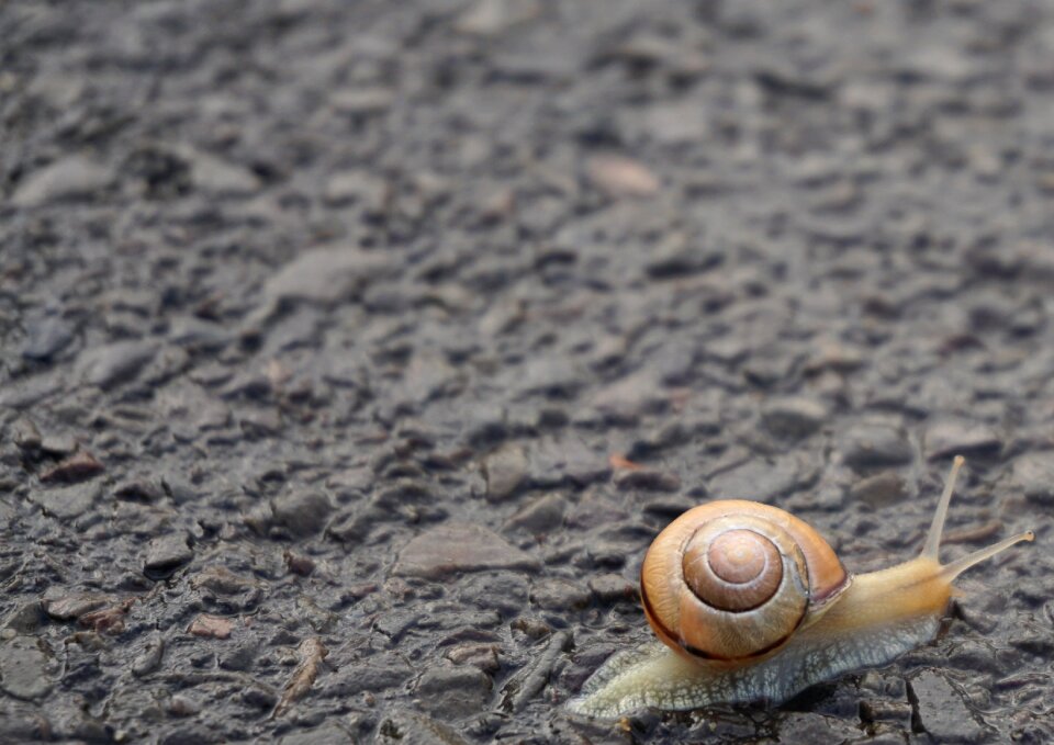Mollusk close up slowly
