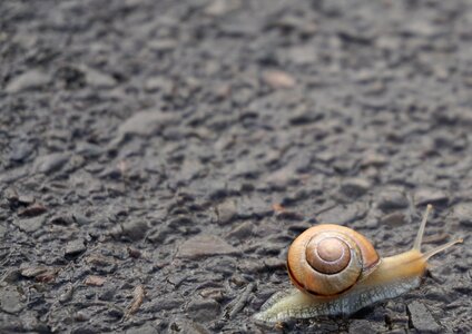 Mollusk close up slowly