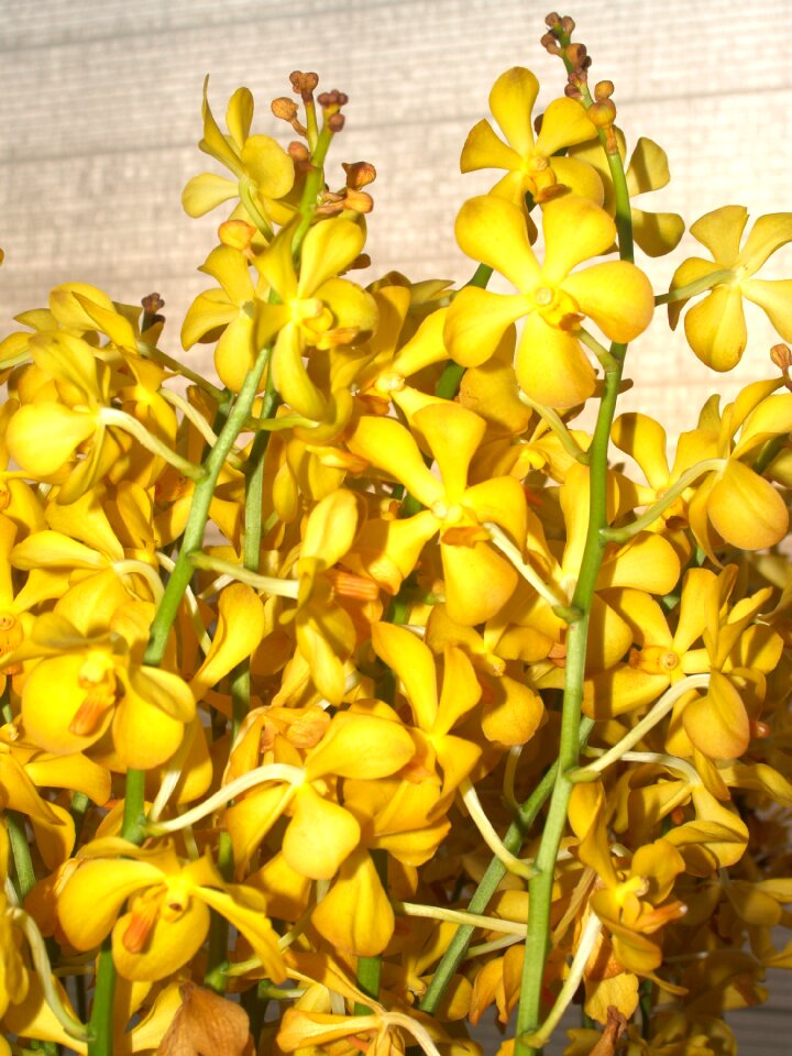 Violet flora growth