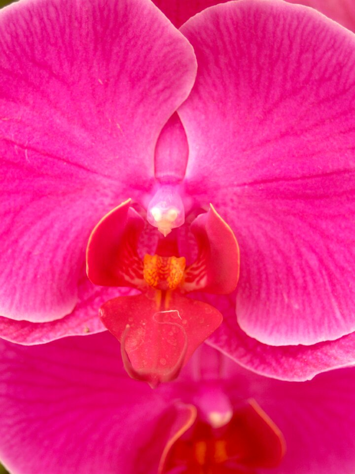 Violet flora growth