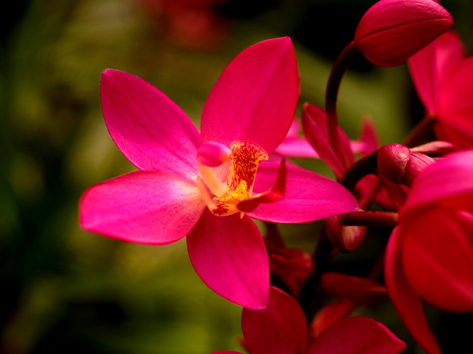 Violet flora growth