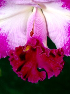 Violet flora growth photo