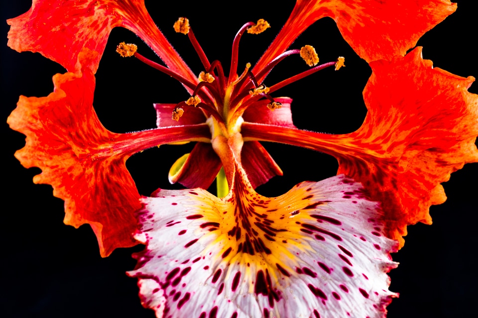 Blossom bloom red