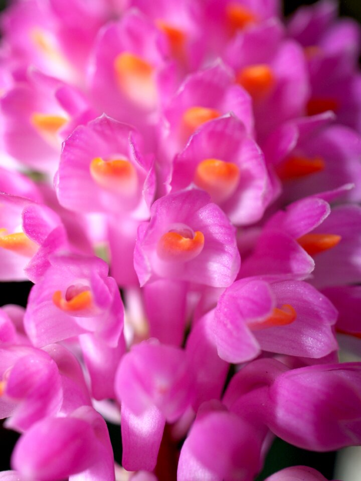 Violet flora growth