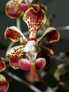 Violet flora growth