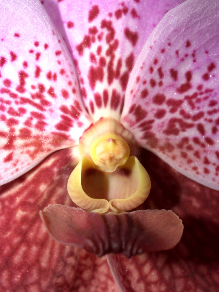 Violet flora growth