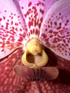 Violet flora growth