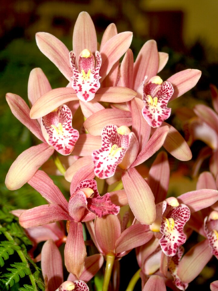Violet flora growth