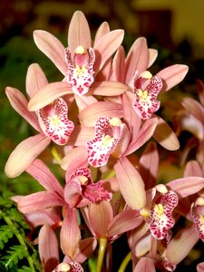 Violet flora growth