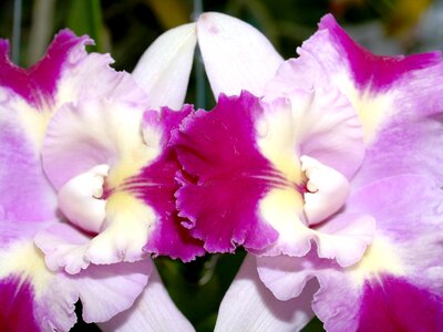 Violet flora growth